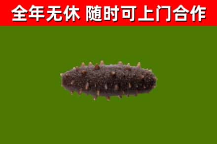 绩溪回收海参干